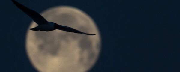 月球 月球 - 俄罗斯卫星通讯社