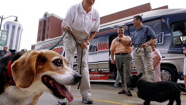英國人組織了世界上為狗舉辦的巴士旅遊 - 俄羅斯衛星通訊社