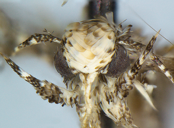 科學家發現新品種飛蛾 取名“特朗普蛾” 科學家發現新品種飛蛾 取名“特朗普蛾” - 俄羅斯衛星通訊社