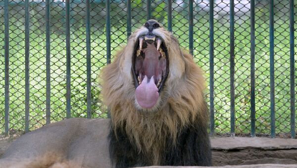日本動物園內的獅子在清理獸籠時對管理員發起攻擊 - 俄羅斯衛星通訊社