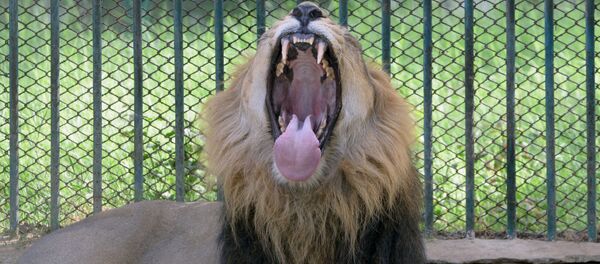 狮虎豹熊逃离德国的一个动物园 - 俄罗斯卫星通讯社