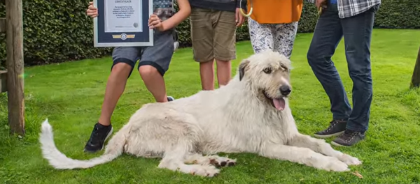 媒體:比利時發現世界上尾巴最長的狗 媒體:比利時發現世界上尾巴最長的狗 - 俄羅斯衛星通訊社