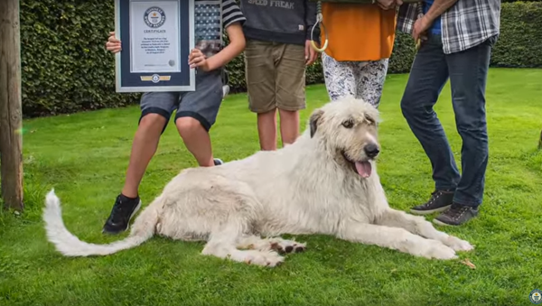 媒體：比利時發現世界上尾巴最長的狗 - 俄羅斯衛星通訊社