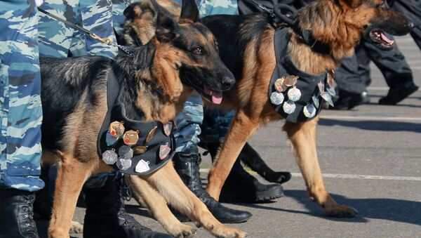 媒体：拦截俄中边境越境者的边防犬被授予奖章 - 俄罗斯卫星通讯社
