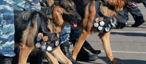 媒体：拦截俄中边境越境者的边防犬被授予奖章 - 俄罗斯卫星通讯社