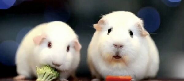 豚鼠思考人生 - 俄羅斯衛星通訊社