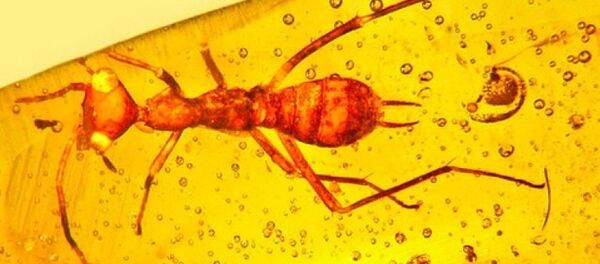 琥珀中发现未知三角形头生物 - 俄罗斯卫星通讯社