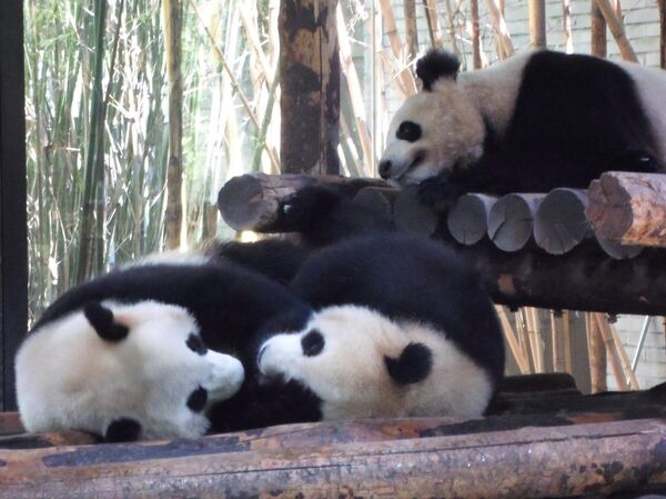 上海野生动物园 - 俄罗斯卫星通讯社