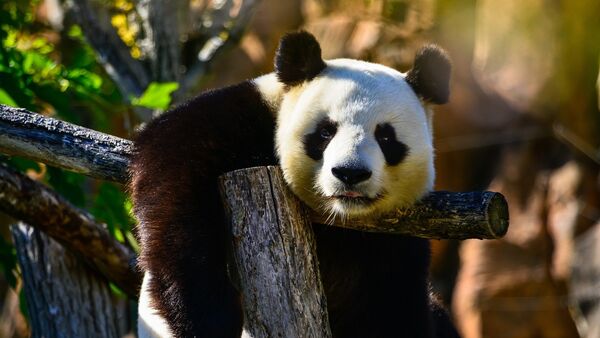 四川省政府禁止與熊貓合影以及付費餵食熊貓 - 俄羅斯衛星通訊社