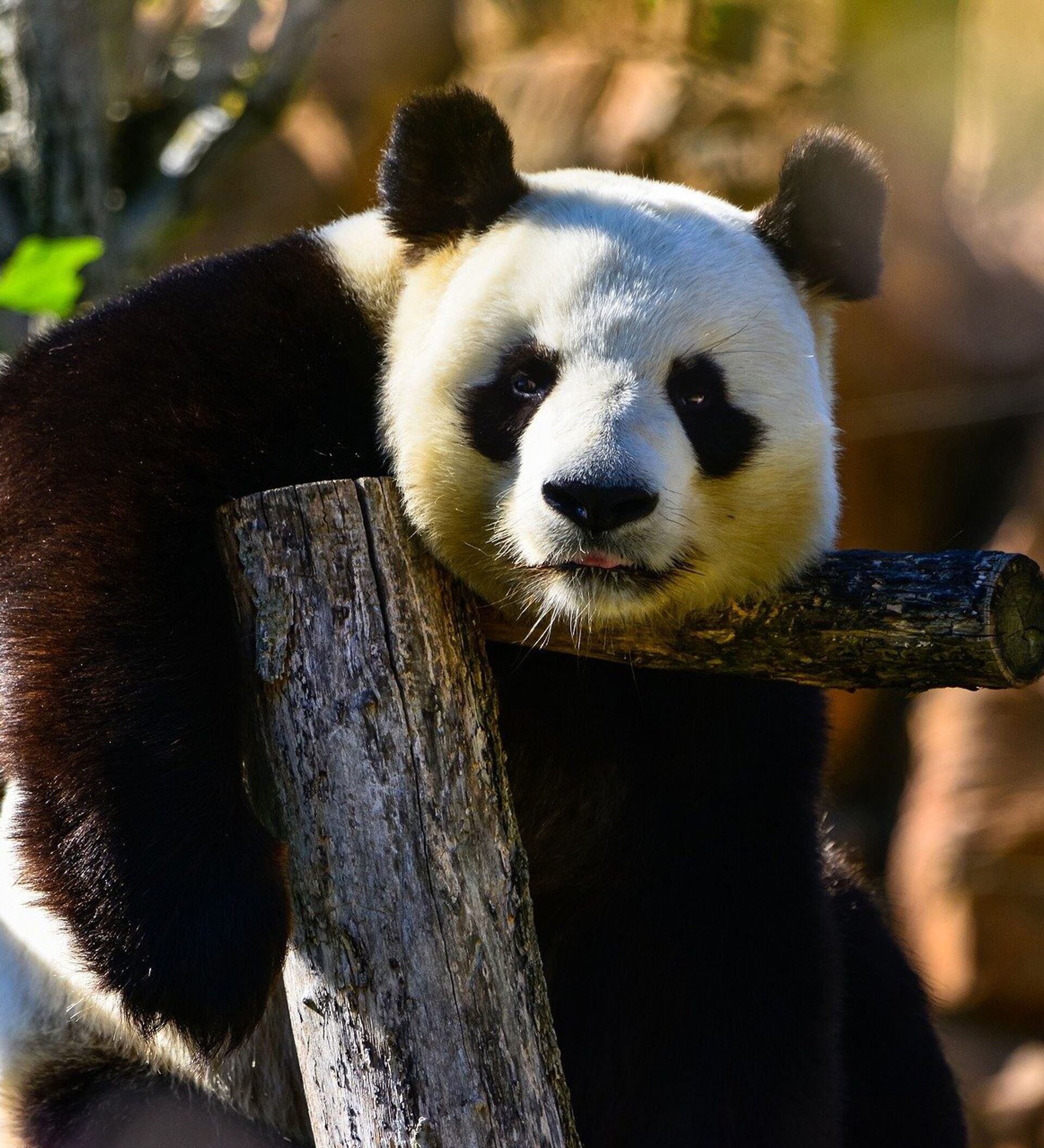 两岁生日快乐！柏林动物园为大熊猫双胞胎庆生