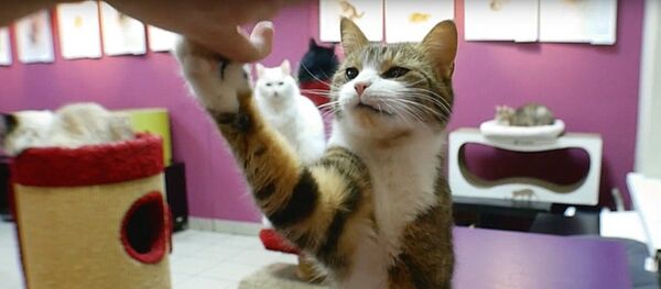 艾尔米塔什会算数的猫在圣彼得堡走红 - 俄罗斯卫星通讯社