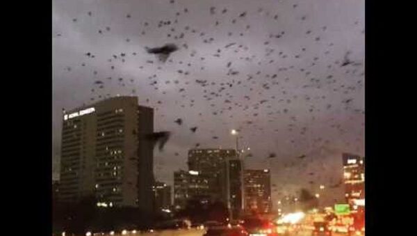 在美國出現了鳥類入侵城市的“啓示錄” - 俄羅斯衛星通訊社