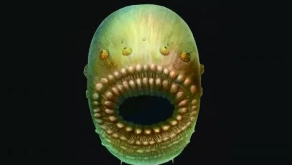 Saccorhytus - 俄羅斯衛星通訊社