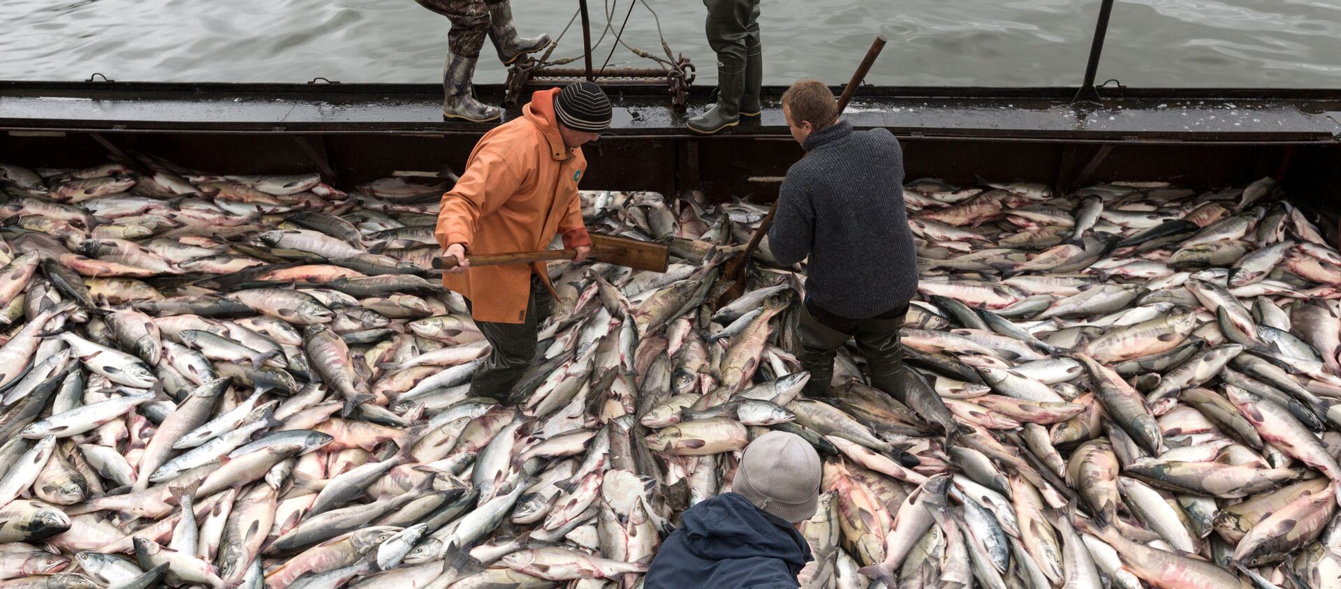 fishermen unloading salmon at the petropavlovsk-kamchatsky on