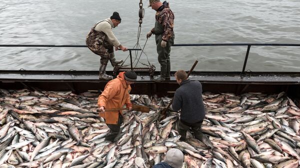 俄堪察加邊疆區2024年年初魚類出口主要銷往中國、韓國、荷蘭和丹麥 - 俄羅斯衛星通訊社