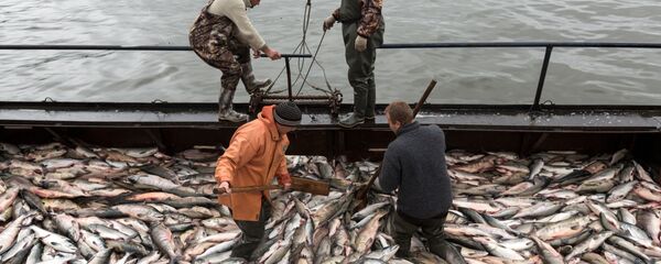 Fishermen unloading salmon at the Petropavlovsk-Kamchatsky Onshore Fish Processing Enterprise - 俄罗斯卫星通讯社