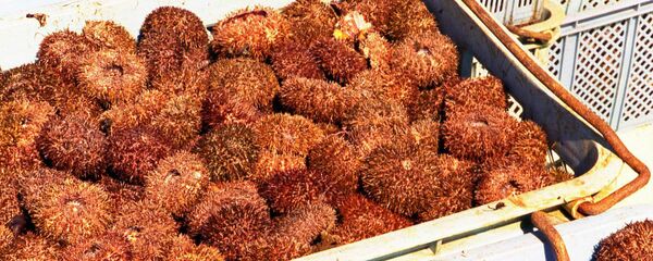 俄科学家建议使用海胆进行COVID-19感染康复治疗 俄科学家建议使用海胆进行COVID-19感染康复治疗 - 俄罗斯卫星通讯社