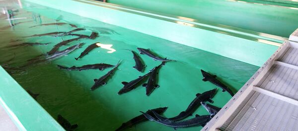 俄將減少農業領域抗生素的使用 俄將減少農業領域抗生素的使用 - 俄羅斯衛星通訊社