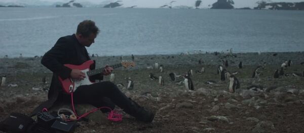 丹麦摇滚乐手在南极洲为企鹅演出一场 - 俄罗斯卫星通讯社