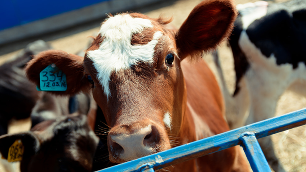 雅库特一头名叫“奥运会”的母牛产下了一头小牛起名叫“北京” - 俄罗斯卫星通讯社