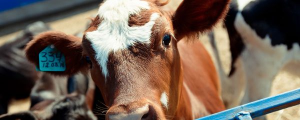 俄羅斯2月6日起將禁止進口新西蘭牛肉 並在審議是否禁止魚類進口 - 俄羅斯衛星通訊社