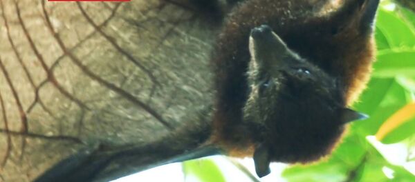 蝙蝠機器人將取代無人機 - 俄羅斯衛星通訊社