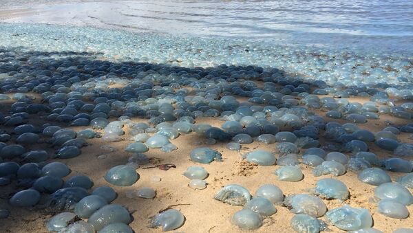 澳大利亞的海灘上堆滿了毒水母 - 俄羅斯衛星通訊社