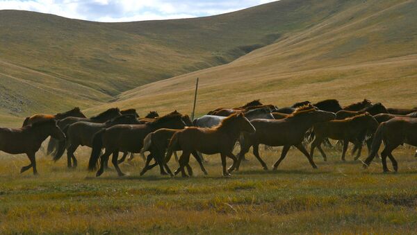 蒙古人捐贈馬匹助國家還債 - 俄羅斯衛星通訊社