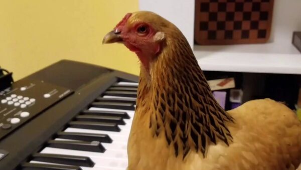 会弹电子琴的爱国鸡 - 俄罗斯卫星通讯社