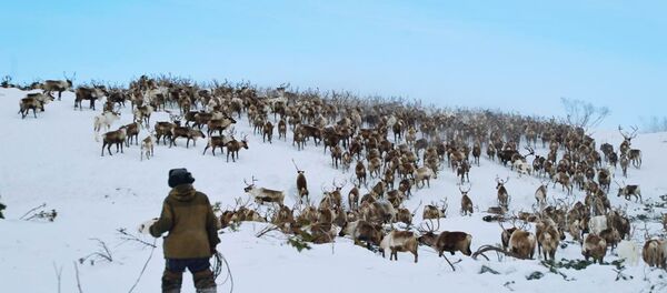 驯鹿 - 俄罗斯卫星通讯社
