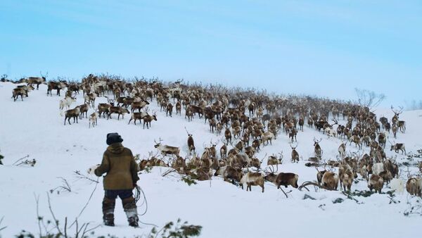 楚科奇半島失蹤的養鹿人失蹤16天後生還 - 俄羅斯衛星通訊社