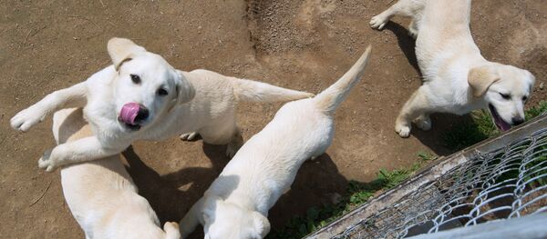 貼心狗狗幫主人料理農場 - 俄羅斯衛星通訊社