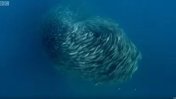 Predators Attack Fish Bait Ball - 俄罗斯卫星通讯社
