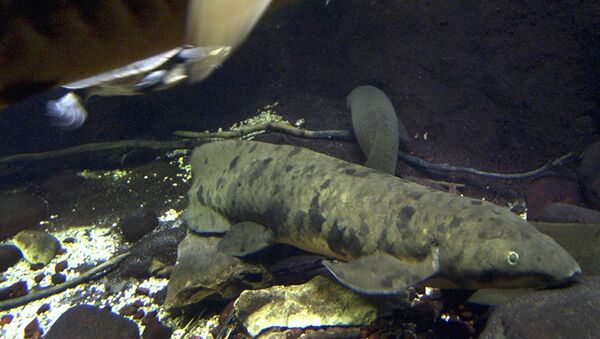 一条生活在水族馆中的世界最老昆士兰肺鱼在芝加哥死亡 - 俄罗斯卫星通讯社