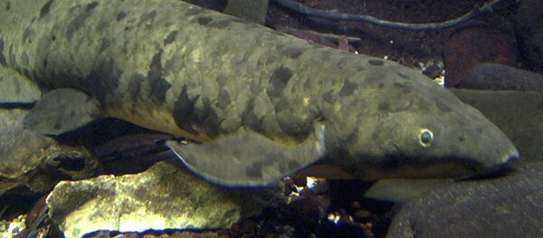 一條生活在水族館中的世界最老昆士蘭肺魚在芝加哥死亡 - 俄羅斯衛星通訊社