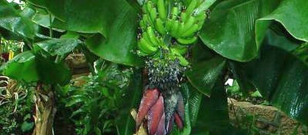 “香蕉樹“ - 俄羅斯衛星通訊社