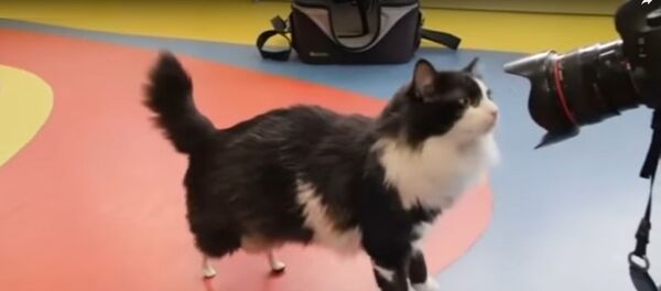 流浪猫植入钛假肢 - 俄罗斯卫星通讯社