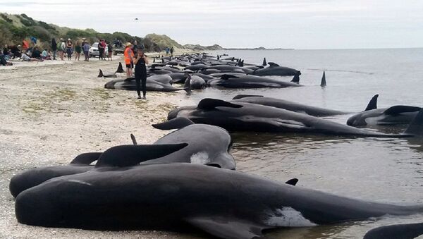 数十头巨头鲸和座头鲸在澳大利亚海岸搁浅 - 俄罗斯卫星通讯社