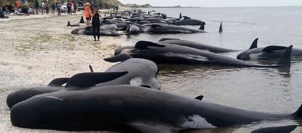 數十頭巨頭鯨和座頭鯨在澳大利亞海岸擱淺 - 俄羅斯衛星通訊社