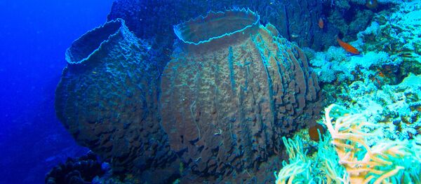 学者找到能够活过世界毁灭灾难的动物 - 俄罗斯卫星通讯社