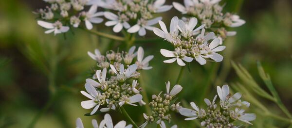 世卫组织批准非洲抗新冠病毒草药进入三期临床试验 - 俄罗斯卫星通讯社