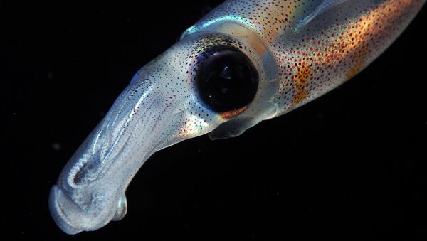 專家揭秘魷魚的“魔鬼之眼” - 俄羅斯衛星通訊社