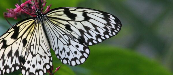 大马科学家首次繁育出世界最大蝴蝶 - 俄罗斯卫星通讯社