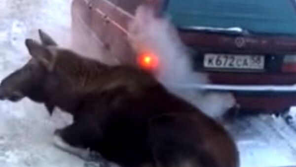 俄罗斯蠢萌麋鹿用汽车排气管取暖 - 俄罗斯卫星通讯社