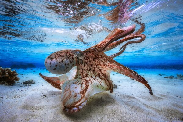 2017水下摄影大赛获奖作品《舞动的章鱼》 - 俄罗斯卫星通讯社