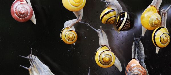 科学家：蜗牛毒液能替代麻醉性镇痛药 - 俄罗斯卫星通讯社