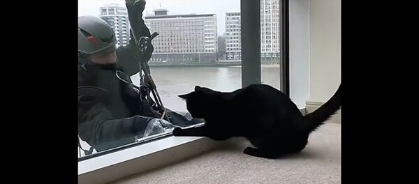 喵星人与蜘蛛人的游戏时间 - 俄罗斯卫星通讯社