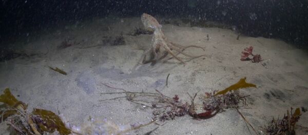 видеоклуб - 俄羅斯衛星通訊社