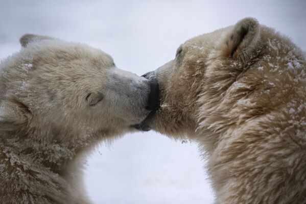 北極熊是世界上最大的陸地生物。 - 俄羅斯衛星通訊社