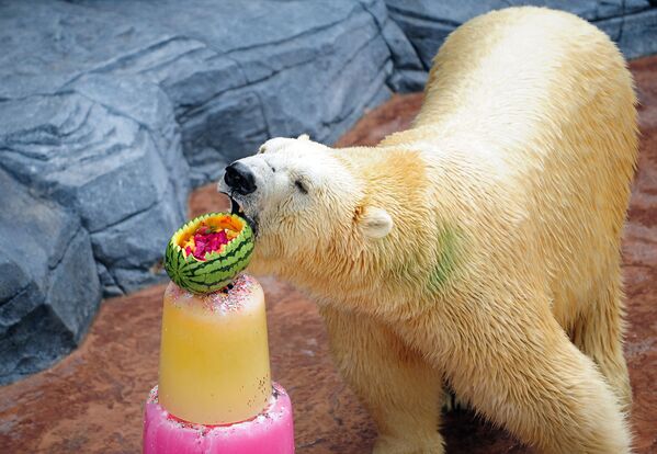 新加坡动物园一只北极熊正在吃冷饮。 - 俄罗斯卫星通讯社